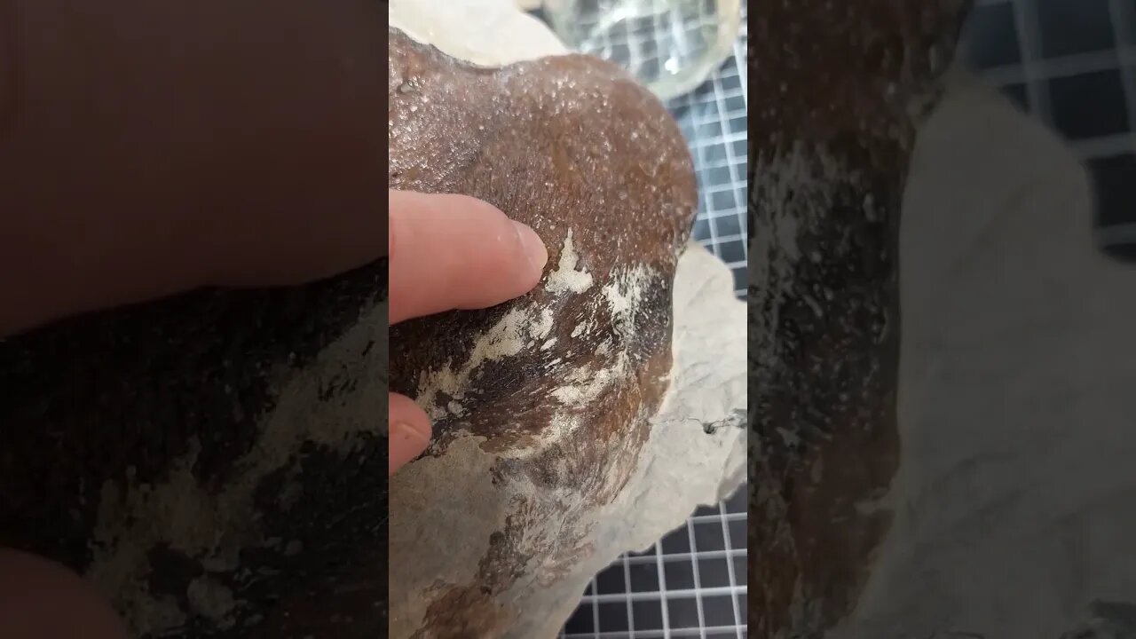 Did something bite this fossil turtle? #fossil #science #mystery