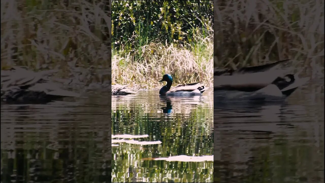 mallard ducks