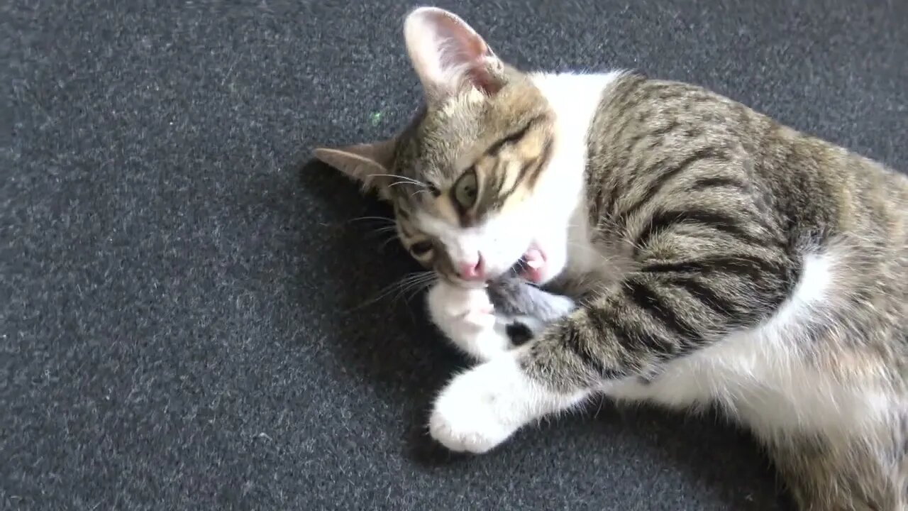 Small Cat Plays With a Mouse