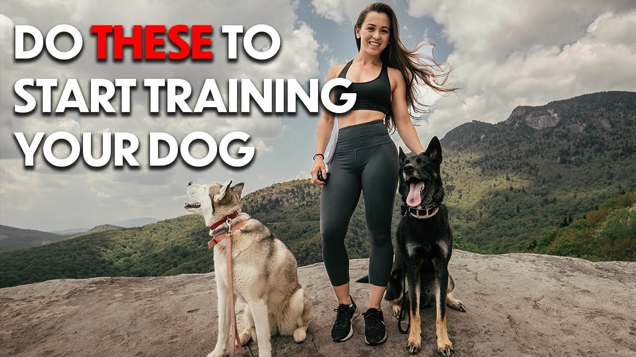 DOG TRAINING 101: HOW TO START TRAINING ANY DOG