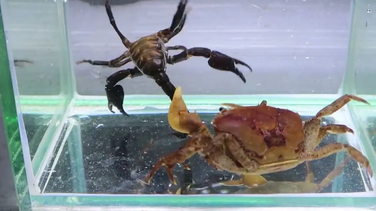 Crab vs Scorpion Underwater - Caranguejo vs Escorpião-4