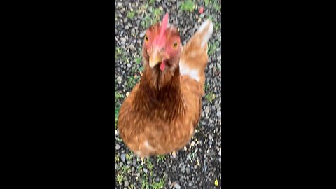 Feeding the Roosters (Part 2) Ft. Hen