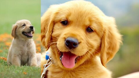 Most Funniest & Cutest puppies