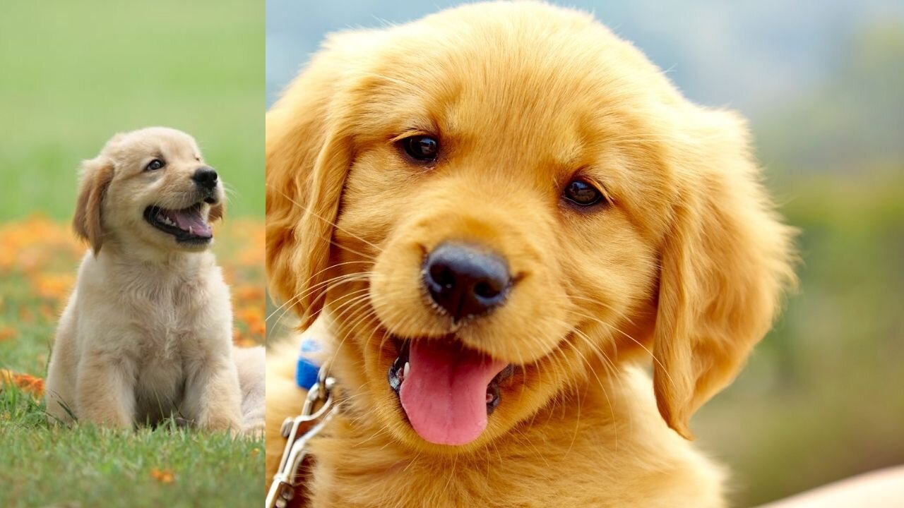 Most Funniest & Cutest puppies