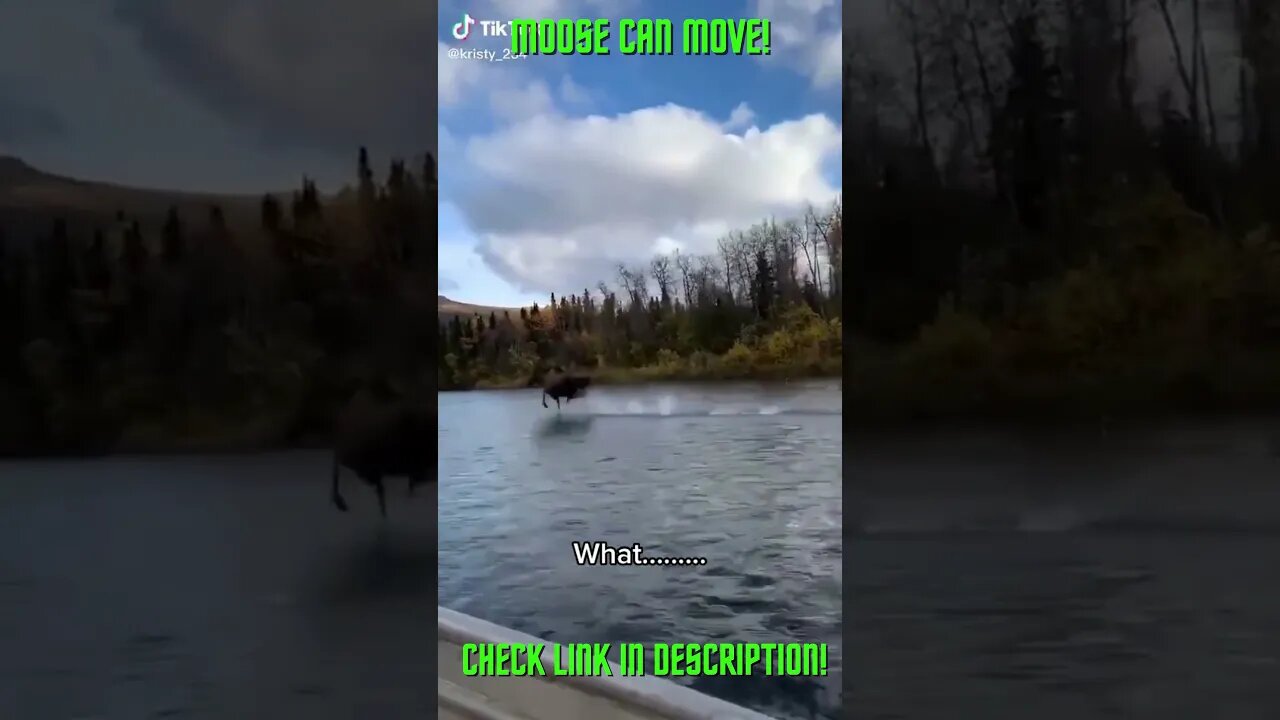 That Moose Can Move! Amazing Compilations!: #Shorts #YoutubeShorts #ExtremeSports #Moose #MooseRun