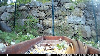 Chipmunks collecting and shoving peanuts in their mouths