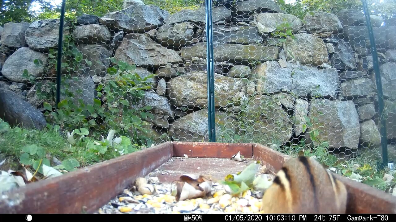 Chipmunks collecting and shoving peanuts in their mouths