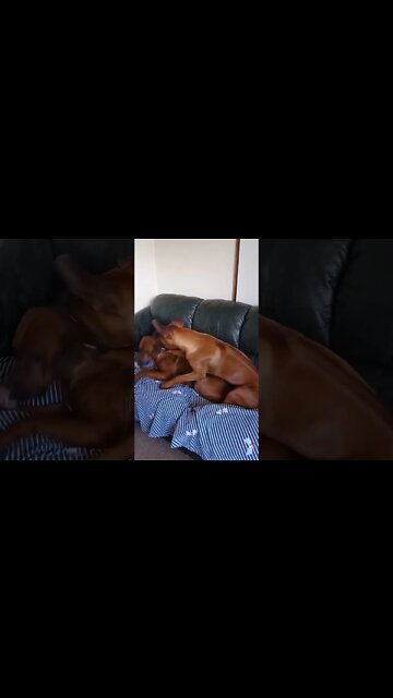Wrestling Rhodesian Ridgebacks