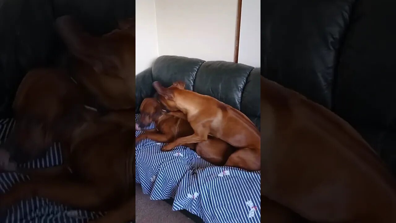 Wrestling Rhodesian Ridgebacks