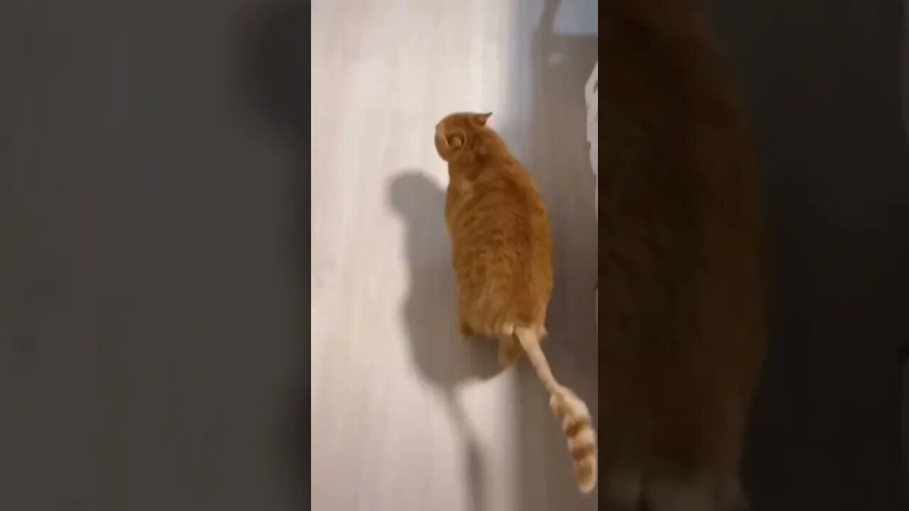 FUNNY CAT VIDEO