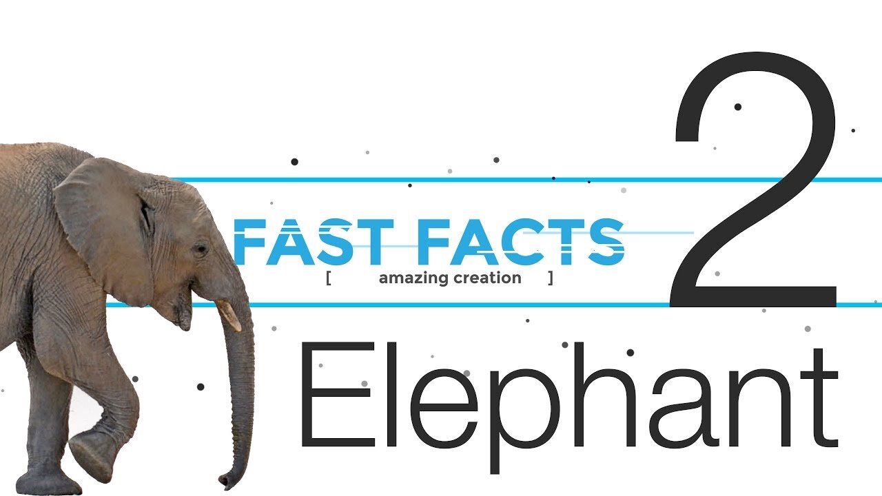 FFE2 | "Fast Facts" with Carl Kerby | Elephant | Episode 2