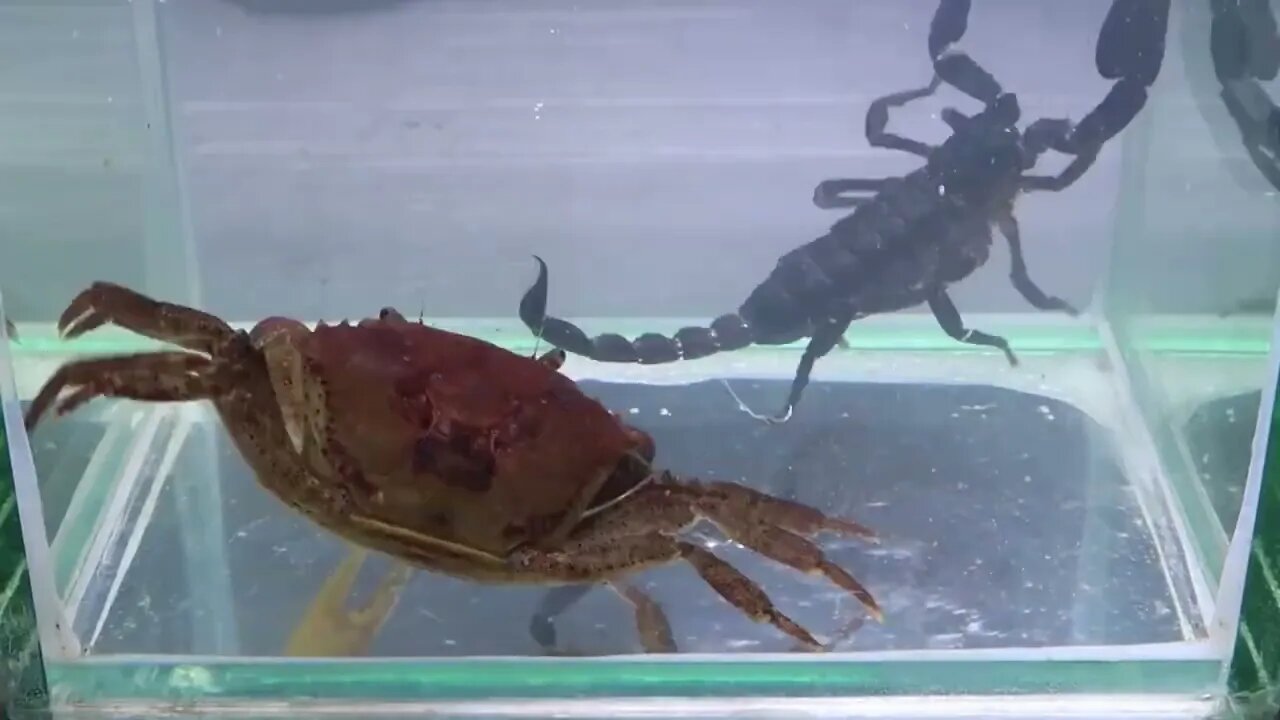 Crab vs Scorpion Underwater - Caranguejo vs Escorpião-18