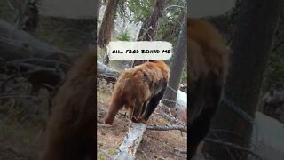 Funny Ginger Black Bear!