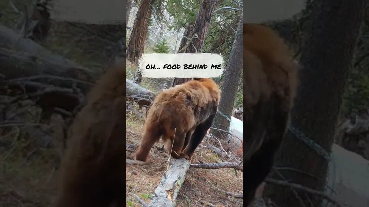 Funny Ginger Black Bear!