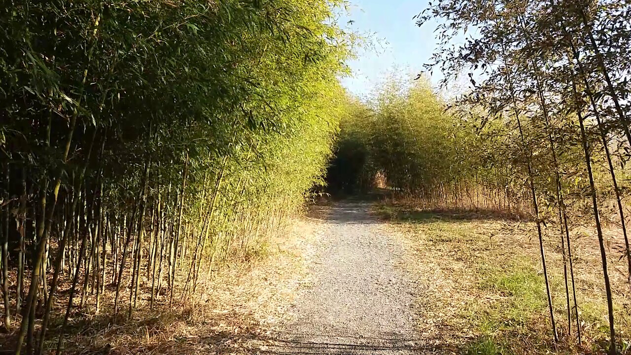 I walked again on the sunny bamboo forest path.