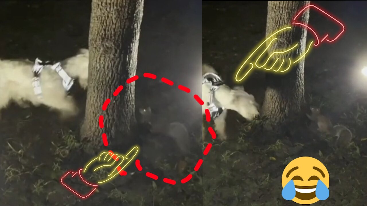 The Dog play with Squirrel 🤪 just watch 🤷‍♂️