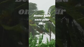 The palm tree 🌴 and the hurricane 🌀 #dadjokes #jokes #oneliner #adultjokes #funny #fyp