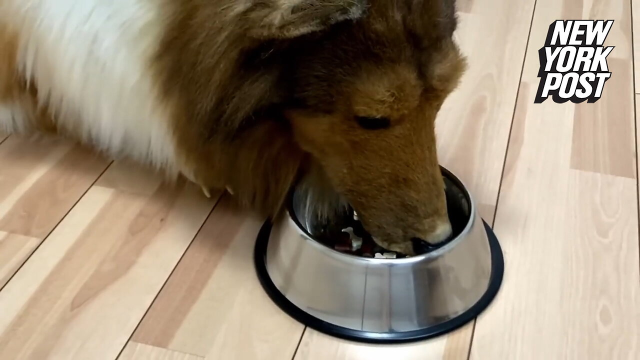 This is what the human Collie eats