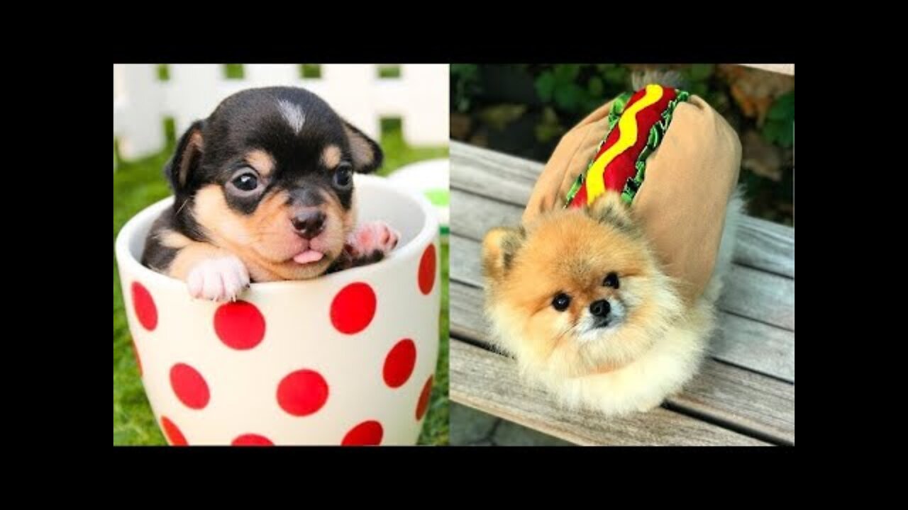 Best Funny Dogs 🐶 Of The Month Try Not To Laugh Challenge