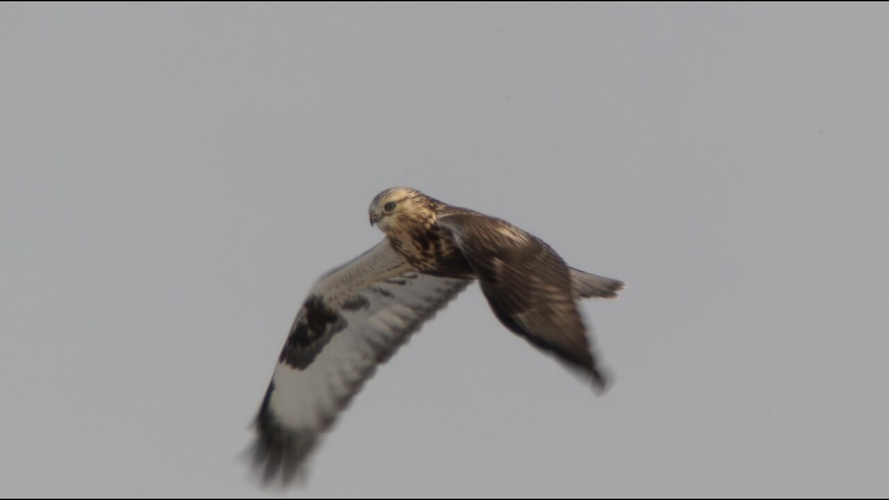 Rough-legged Hawks, 1/29/2022