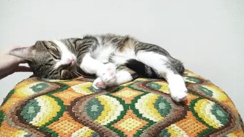 Sweet Cat Covers His Nose with the Paws and Yawns