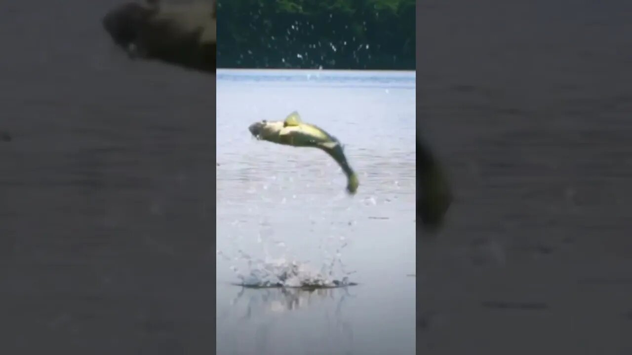 BASS goes AIRBORNE #bassfishing #kayak #bassfish for dragonflies!