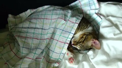 Cute Little Cat Has His Own Bedsheets