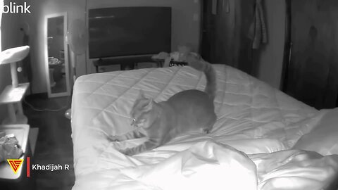 What Happens When My Cat is Home Alone? (Caught on Blink Camera) | Doorbell Camera Video