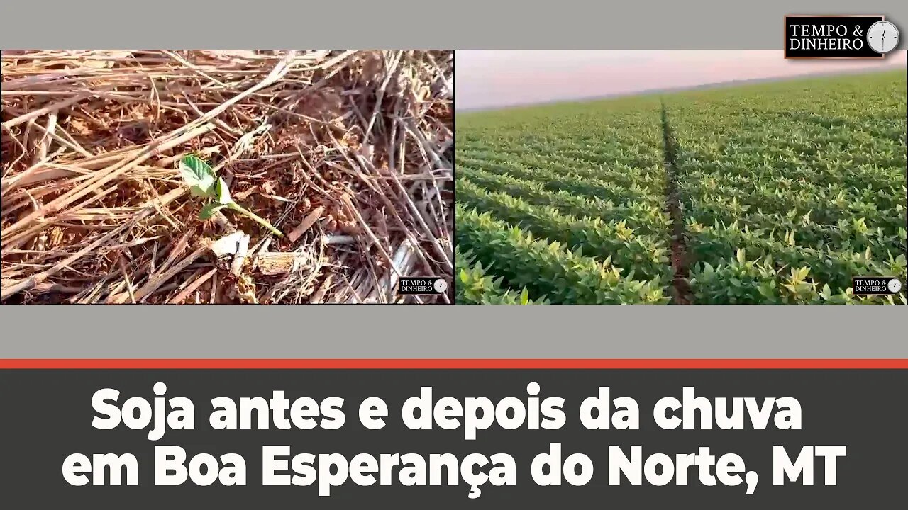 Safra 23/24 : soja antes e depois da chuva em Boa Esperança do Norte, MT, mostra o Moacir Guarnieri