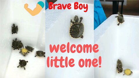 Little brave turtle is really awesome.