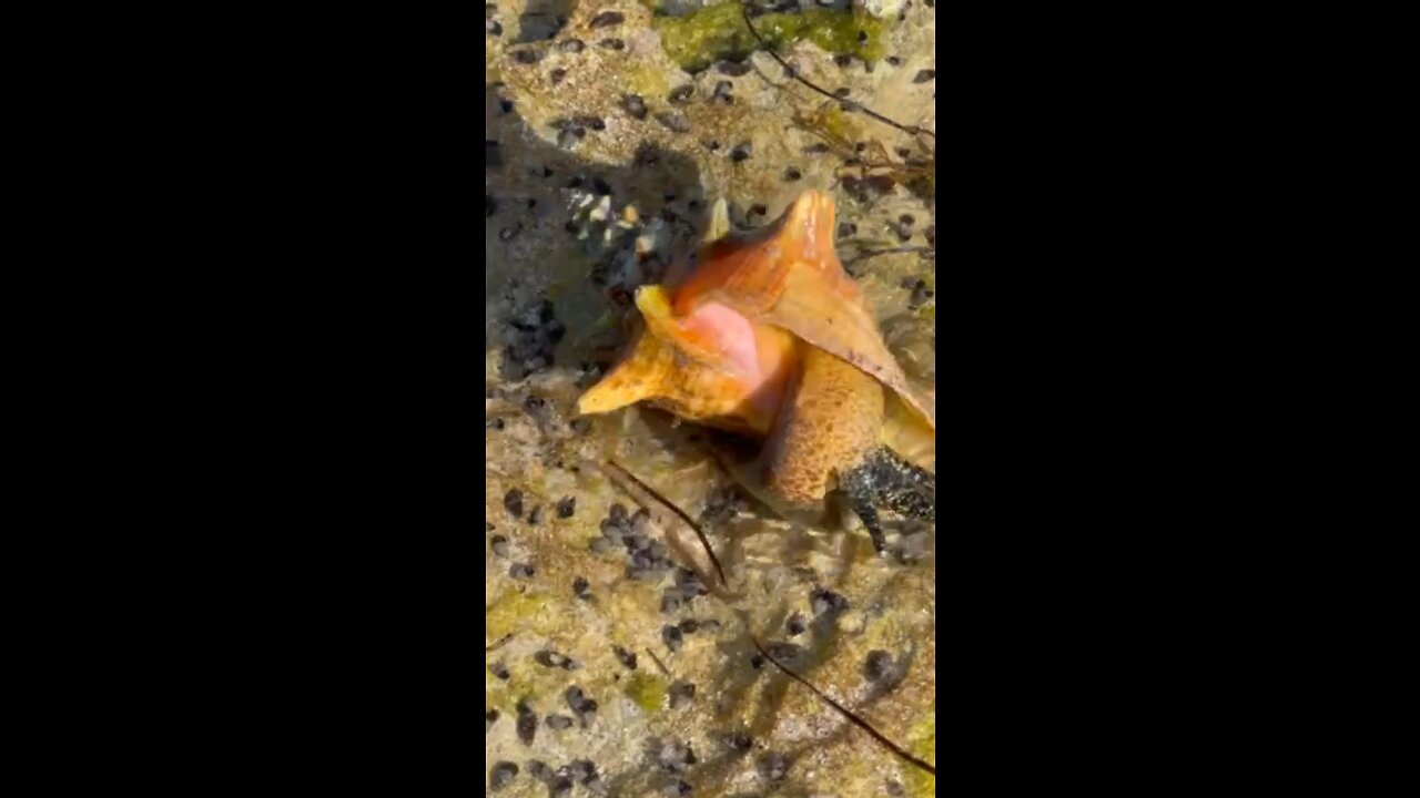 Live Conch shell