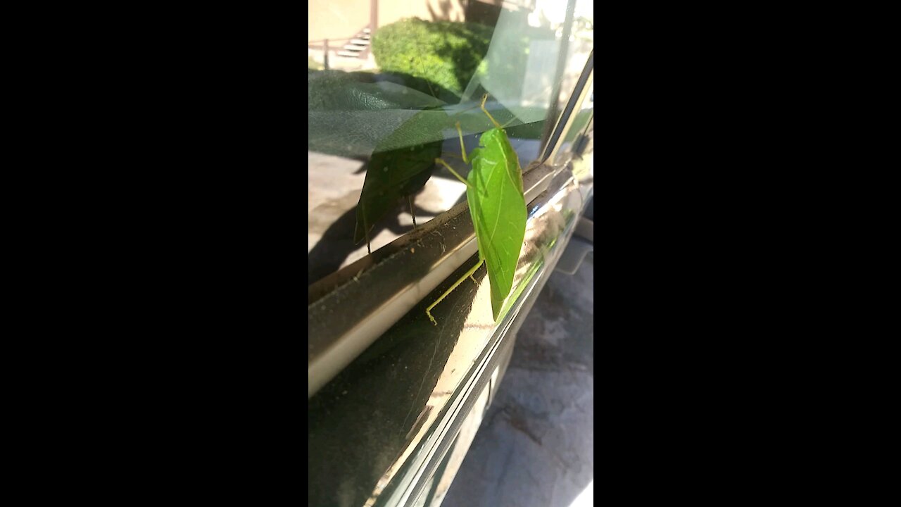 Weird Leaf bug on my Car