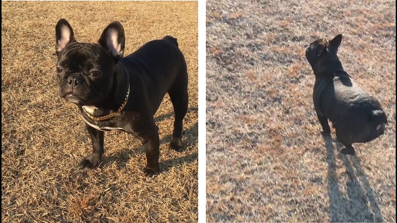 French Bulldog Walk