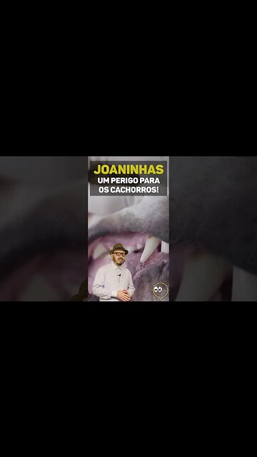 JOANINHAS: Um PERIGO para os Cachorros!