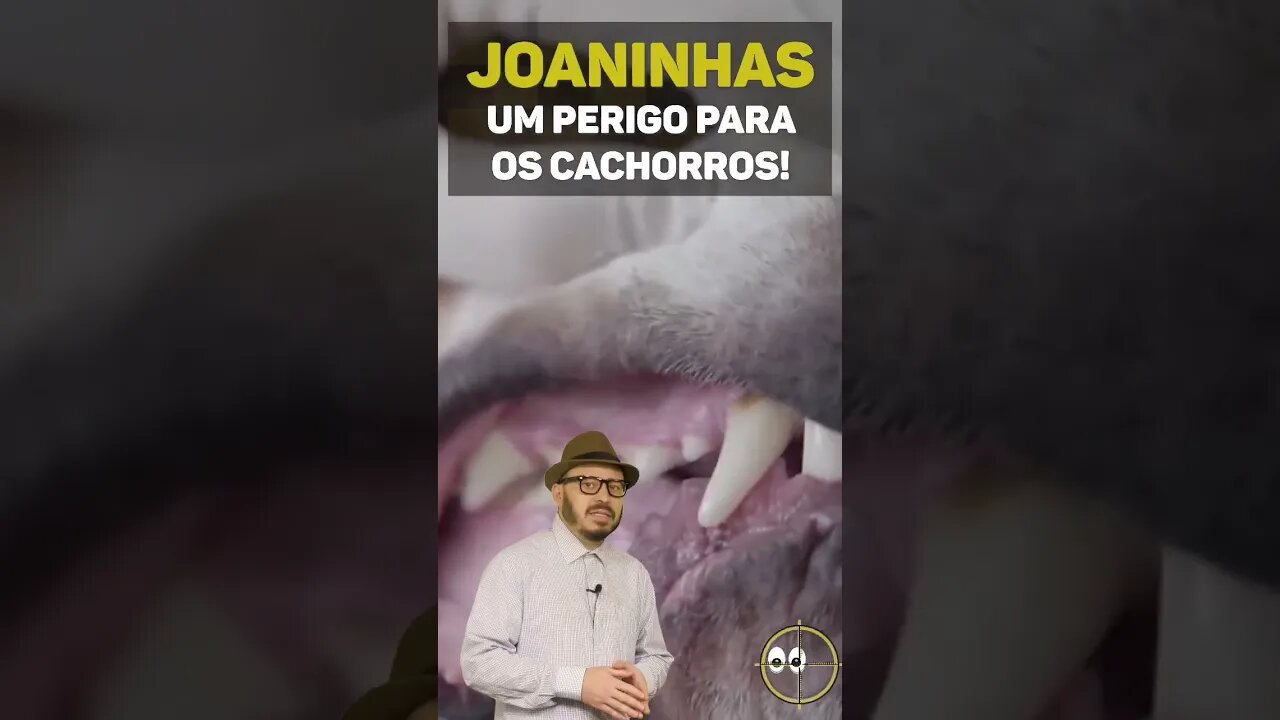 JOANINHAS: Um PERIGO para os Cachorros!