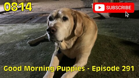 [0814] GOOD MORNING PUPPIES - EPISODE 291 [#dogs #doggos #doggies #puppies #dogdaycare]