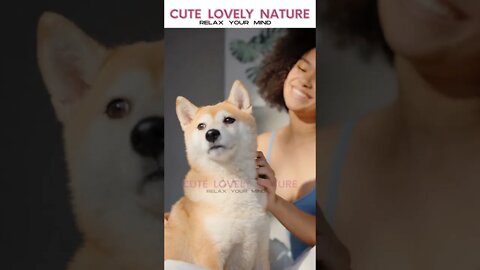 Cute Dog | CUTE ANIMALS | RELAX YOUR MIND | CUTE LOVELY NATURE #shorts