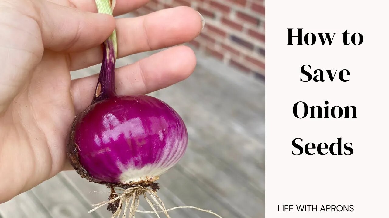 How to save onion seeds