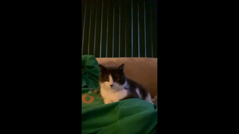There’s a cat on TV!