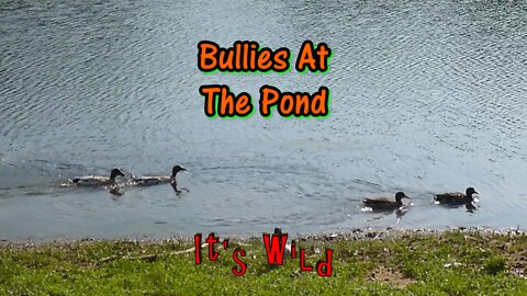 Bullies At The Pond