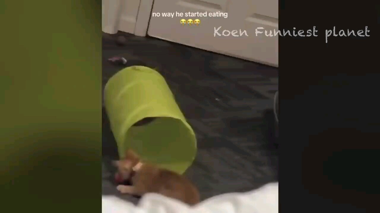 funny animals