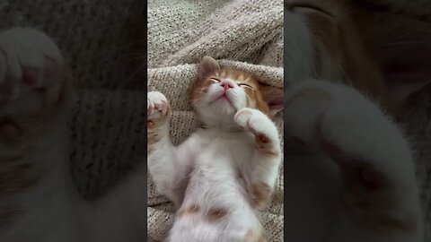 Sleeping mood of kitten