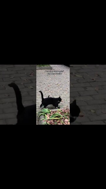 Ctrl C + Ctrl V Cats