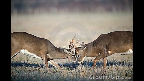 2 Bucks Fighting/ Pennsylvania Whitetails