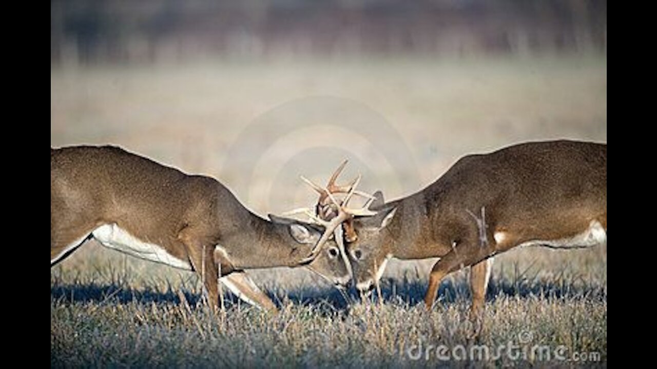 2 Bucks Fighting/ Pennsylvania Whitetails