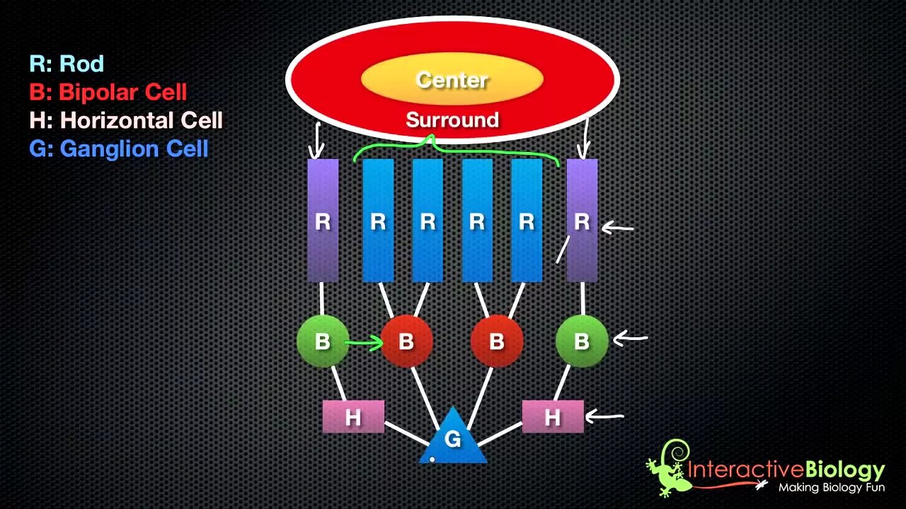 035 On Center, Off Surround Ganglion Cells