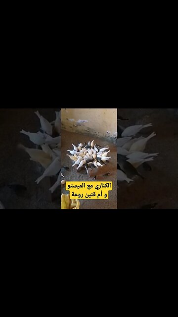 canari mistou et om-qnin