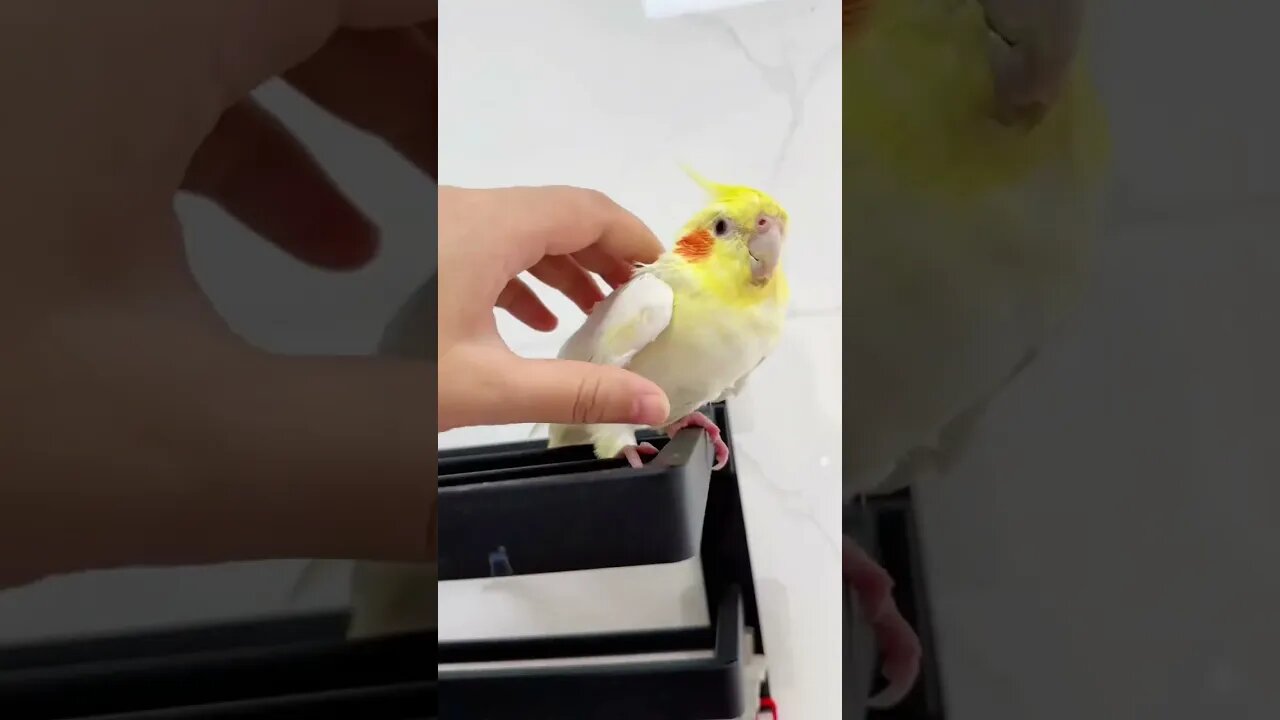 Cockatiel bath time. #cockatielscraze