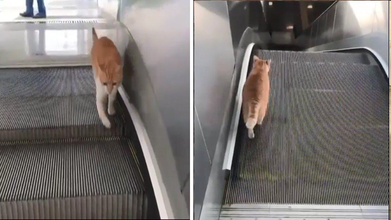 Cat on Ascellator Funny Video