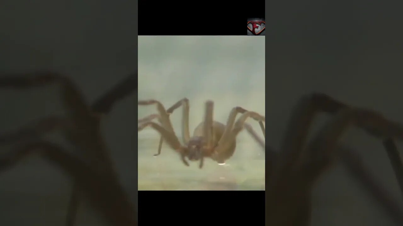 The Brown Recluse Spider Facts #shorts #interestingfacts #spider